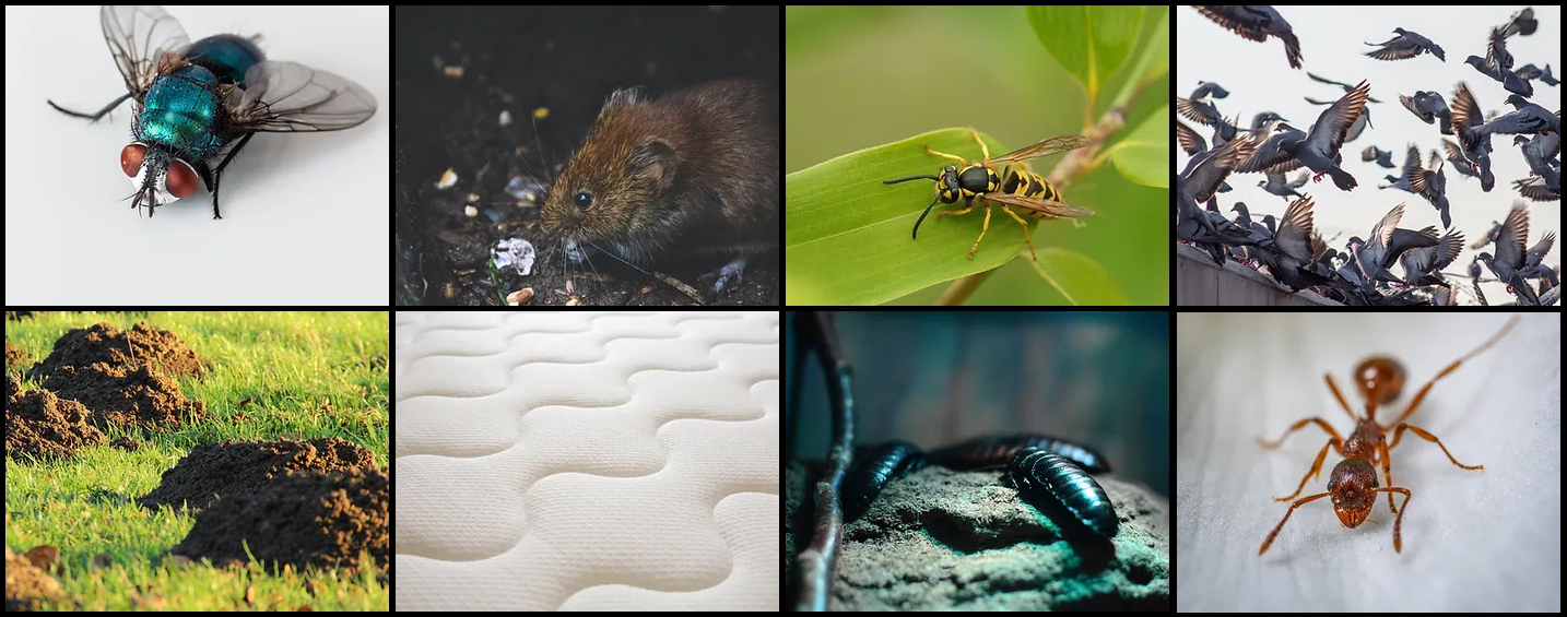 Paul Flay Pest Control, Taunton, West Somerset and East Devon